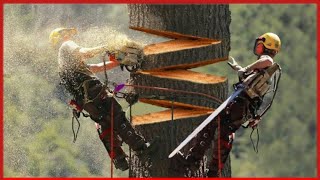 🔴 সবাই তাদের গাছ কাটার কৌশল দেখে অবাক | Amazing Modern Tree Harvesting Machines & Technology