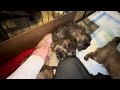 coco s litter pupdate