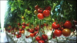 Amazing Greenhouse Tomatoes Farming - Tomatoes Harvesting with Modern Agriculture Technology