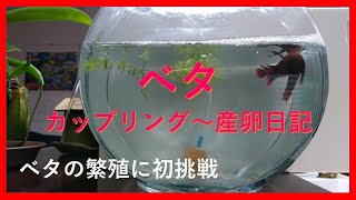 ベタのカップリング～産卵に初挑戦。闘魚とも言われるベタは繁殖も大変。オスとメスの相性が合わないと傷つけ合ってしまうことも。お見合いをして二匹の相性をチェック！