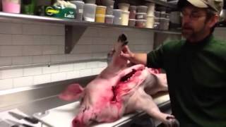 Butchering a mule foot pig