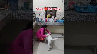 vayu ❤️ Mummy #vayu #dog #pet #labrador