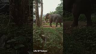 තේජවන්තයින් අතර දැවන්තයෙක්😵‍💫 #music #instrumental #elephant #srilanka #nature #lifeoftuskers#short