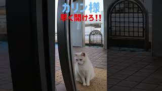 あの凶暴猫のカリン様がドアが開くのを待つ Ferocious cat #shorts