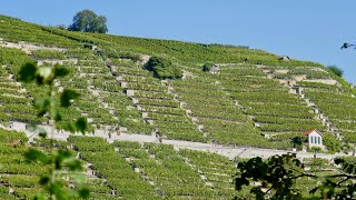 Ausblicke zwischen,zwischen Mundelsheim und Hessigheim.