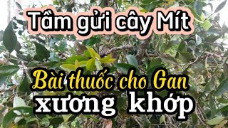 Tầm gửi trên cây Mít- Vị thuốc tuyệt vời cho Gan,xương khớp và nhiều bệnh khác