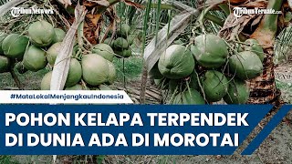 Pulau Ngele-ngele di Morotai Kembangkan Desa Wisata dengan Keunikan Kelapa Bido