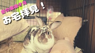 [うさぎ]ケージの中を覗き見👀ラブラブなうさぎ[ミニレッキス]