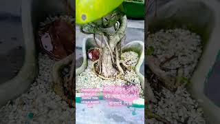 পঁচিশ বছর বয়সী বট গাছ, Twenty-five-year-old banyan tree, unique bonsai.#shorts#plants #youtubeshorts