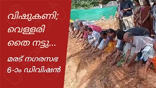 വിഷുകണി; വെള്ളരിതൈ നട്ടു മരട് നഗരസഭ 6-ാം ഡിവിഷനും, കൃഷി ഭവനും സംയുക്തമായി