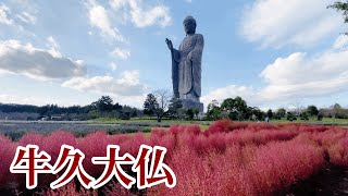 牛久大仏 コスモスとコキア　Ushiku Daibutsu the Great Buddha of Ushiku