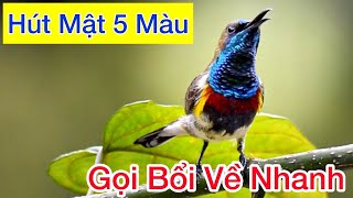 Tiếng Chim HÚT MẬT 5 MÀU Mồi Gọi Bổi Chuẩn Dùng Để Đi BẪY, Đánh Loa 2023