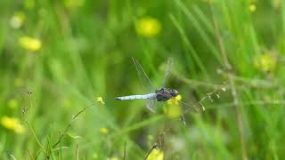 Keeled Skimmer dragonfly in flight