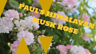 Paul's Himalayan Musk Rose / #Rose/ #floriculture