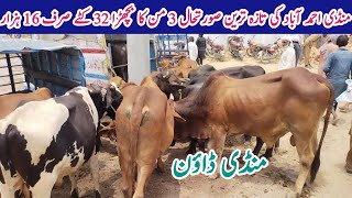 Mandi Ahmedabad Katta Bachra Low Price Update Cattle Market Current Update