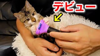 ブラッシング初体験の子猫が悶絶！行動が可愛すぎた…【保護猫】