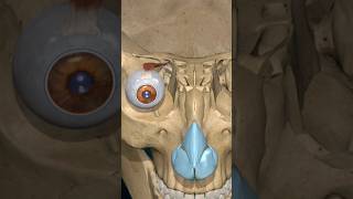 Muscles for eye movement #humanbody #biology #anatomy #eye #drone