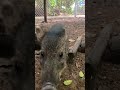 the peccary strut animals animalrescue