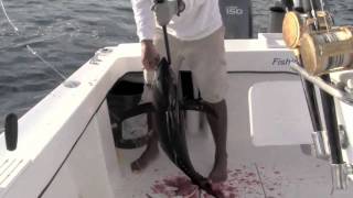 FishingNosara - Yellowfin Tuna Frenzy