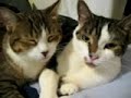 miou miou and sandrinne the brooklyn cats take a shower