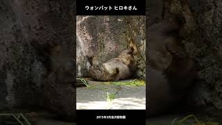 天地逆転ウォンバット #shorts #wombat