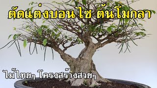 Bonsai Station [Workshop Station] EP.70 ทำรายละเอียดโมกลา โครงสร้างสวย