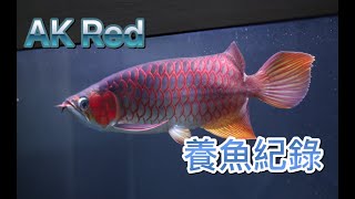 麥之龍 【售後龍魚成長紀錄274篇分享】 Aro Kingdom AK King Red ft. 掉眼調整 ARWANA SUPER RED