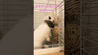 おもちゃが気になるうさぎのめめちゃん #hollandlop #hollandlopbunny #rabbit #うさぎ #うさぎのいる暮らし #ホーランドロップ #動物 #shorts