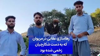 رهاسازی عقابی در مریوان که به دست شکارچیان زخمی شده بود