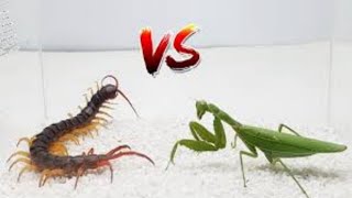 MANTIS vs SCOLOPENDRA Centipede, who will win #mantis #prayingmantis #mantisvscentipede
