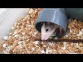 【齧りたいけど。。】 ファンシーラット ラット fancyrat rat エキゾチックアニマル