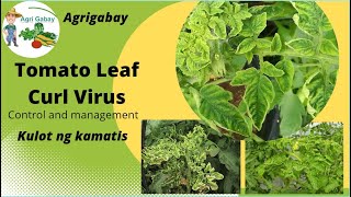 Tomato leaf Curl (Kulot ng kamatis)