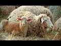 양의 특징understanding sheep characteristics