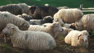 양의 특징Understanding Sheep Characteristics