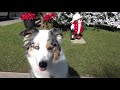 クリスマスの飾りを見てワクワクする愛犬【australian shepherd】オーストラリアンシェパード