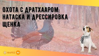 Охота с дратхааром: натаска и дрессировка щенка