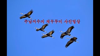 주남저수지 재두루미 사진영상!!