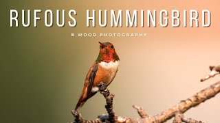 Rufous Hummingbird (Selasphorus rufus) | One Feisty Hummer | 3 Ways to Keep them Healthy ❤️