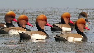 Beautiful Red Crested Pochard Ducks In The Lake