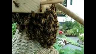 Sunhive Weissenseifener Hängekorb Assen Drenthe