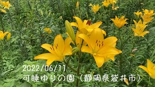 2022/06/11　可睡ゆりの園（静岡県袋井市）