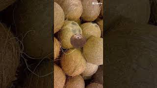 ASMR Buko Fruits(Niyog)#shorts#asmr#viralshorts#trending