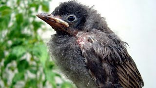 Bulbul bird slow motion || Bulbul baby bird || Little bird of Bulbul || Bulbul videos