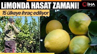 Limonda Yoğun Hasat Dönemi : Fiyatı 6 7 TL'ye Kadar Düştü