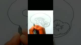 #How to draw human brain