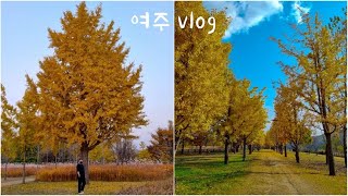 [VLOG] 주말 여행 브이로그(여주 강천섬 캠핑 치킨 단풍나무 휴식 당일치기)