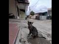 KUCING LIAR BURUNG HANTU  KLAWUK  CATS  |  #shorts #kucingliar #cats #catshorts