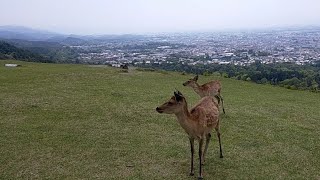 奈良を往く～若草山、春日大社～