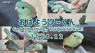 今朝のサザナミインコ　2024年12月まとめ