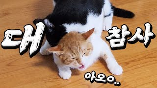 발정난 암컷 아기 고양이 치치.. 대참사가 벌어졌다..!! #아기고양이 #고양이 #고양이일상 #고양이일상 #고양이브이로그 #cat